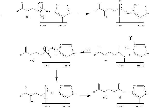 \includegraphics[width=5.0in]{FIGS/hisHmechanism}