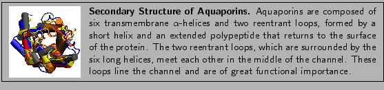 \fbox{
\begin{minipage}{.2\textwidth}
\includegraphics[width=2.3 cm, height=2....
...ops line the
channel and are of great functional importance. }
\end{minipage} }