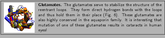 % latex2html id marker 1503
\fbox{
\begin{minipage}{.2\textwidth}
\includegra...
... one of these
glutamates results in cataracts in human eyes!}
\end{minipage} }